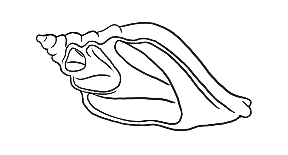 Line illustration of a conch shell, emblem of the Patterns of Transformation research